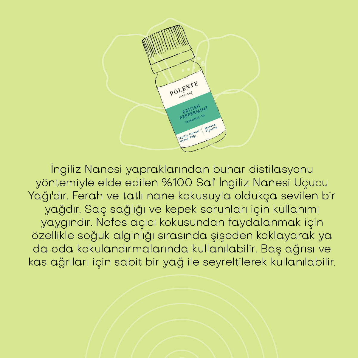 İngiliz Nanesi Uçucu Yağı (10 ml)